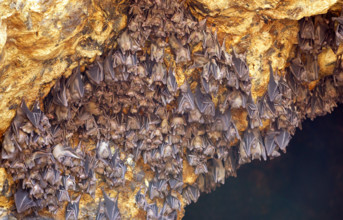 Geoffroy's rousette (Rousettus amplexicaudatus) hanging in a cave in Indonesia