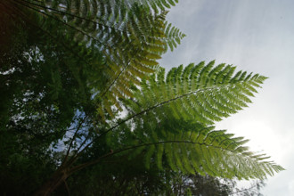 Tree fern Indonesia