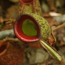 Pitcher plant, Borneo, Indonesia