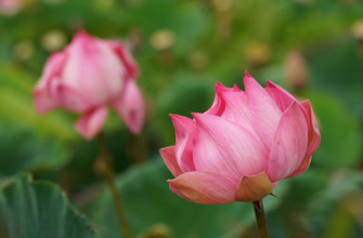 Lotus flower (Nelumbo nucifera), Bali, Indonesia