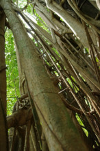Strangler fig (Ficus), fig, Indonesia