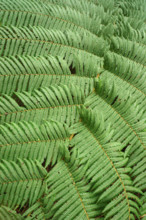 Tree fern Indonesia