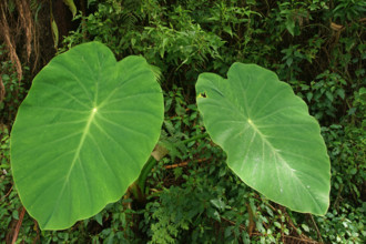 Taro (Colocasia esculenta), Bali, Indonesia