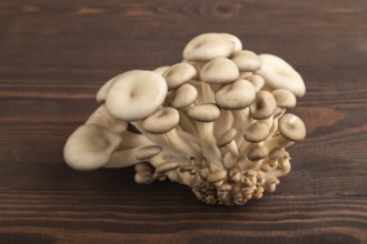 Raw Oyster mushroom, Pleurotus ostreatus on brown wooden background. Side view, close up,