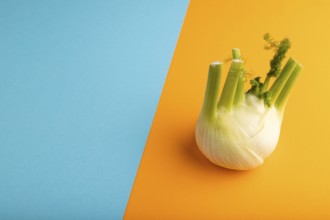 Fresh Fennel bulb on blue and orange pastel paper background, side view, copy space, minimalism