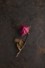 Withered dried pink Rose on black concrete background, top view, flat lay, copy space, minimalism