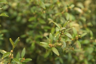 Boxwood bush, Buxus sempervirens, infested with Box tree moth, Cydalima perspectalis, caterpillars,