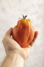 Red Heart Shape tomato with hand on gray concrete background. Top view, flat lay, close up. healthy