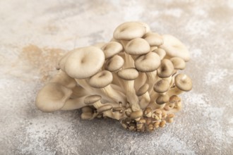 Raw Oyster mushroom, Pleurotus ostreatus on brown concrete background. Side view, close up,