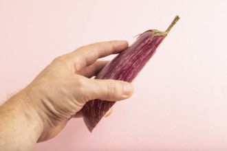 Hand holding sliced Purple eggplant with white stripes on pink pastel background. Side view, copy