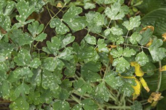 Columbine leaves covered with Powdery mildew, plant diseases, plant pathology