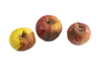 Decaying, Rotting apples isolated on white background. Side view, copy space, minimalism