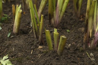 Pruned iris shoots prepared for wintering, gardening concept