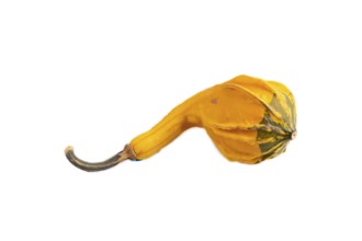 Decorative orange Pumpkin isolated on white background, side view, close up, minimalism