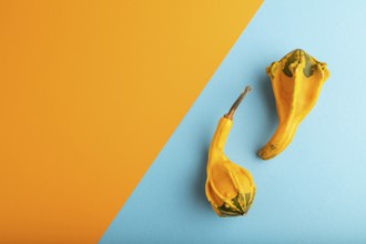 Two decorative orange Pumpkins on blue and orange pastel paper background, top view, flat lay, copy