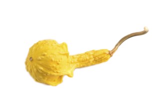 Decorative orange Pumpkin isolated on white background, side view, close up, minimalism