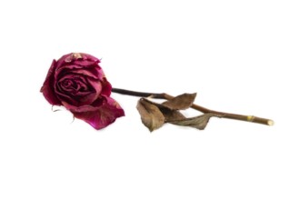 Withered dried pink Rose isolated on white background, side view, copy space, minimalism