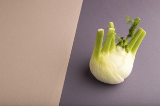 Fresh Fennel bulb on brown and gray pastel paper background, side view, copy space, minimalism