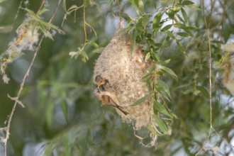 Penduline Tit (Remiz pendulinus), at the nest, feeding young bird in the nest, Danube Delta,