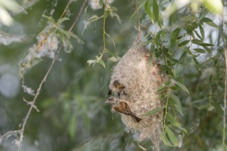 Penduline Tit (Remiz pendulinus), at the nest, with young bird in the nest, Danube Delta, Romania