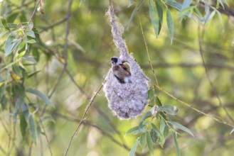 Penduline Tit (Remiz pendulinus), in the nest, Danube Delta, Romania