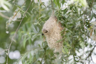 Penduline Tit (Remiz pendulinus), juvenile, in nest, Danube Delta, Romania