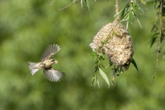 Penduline Tit (Remiz pendulinus) approaching the nest, Tiszaalpar, Hungary