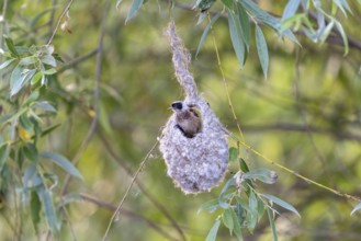 Penduline Tit (Remiz pendulinus), at the nest, Danube Delta, Romania