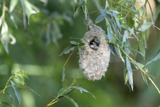 Penduline Tit (Remiz pendulinus) sitting in a nest, Danube Delta, Romania