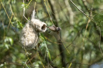 Penduline Tit (Remiz pendulinus) taking off from the nest, Danube Delta, Romania
