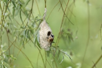 Penduline Tit (Remiz pendulinus) at the nest, Danube Delta, Romania