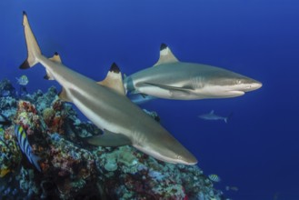 Underwater photo of two specimens of blacktip reef shark (Carcharhinus melanopterus) blacktip reef
