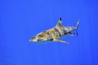 Underwater photo of blacktip reef shark (Carcharhinus melanopterus) Blacktip reef shark Reef shark