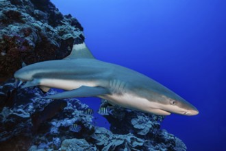 Underwater photo of blacktip reef shark (Carcharhinus melanopterus) blacktip reef shark reef shark