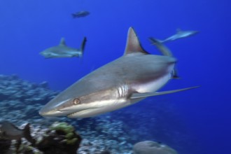 Dynamic photo of large Grey reef shark (Carcharhinus amblyrhynchos) shows hunting behaviour during