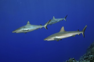 Underwater photo of three Grey reef sharks (Carcharhinus amblyrhynchos) Grey reef shark swimming
