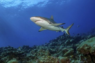 Underwater photo of large adult female Grey reef shark (Carcharhinus amblyrhynchos) swimming