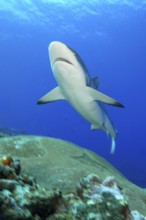 Underwater photo of large adult female Grey reef shark (Carcharhinus amblyrhynchos) swimming
