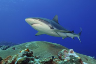 Underwater photo of large adult female Grey reef shark (Carcharhinus amblyrhynchos) swimming