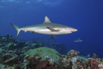 Underwater photo of Large female Grey reef shark (Carcharhinus amblyrhynchos) swimming through blue