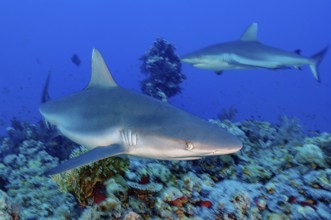 Dynamic photo of large Grey reef shark (Carcharhinus amblyrhynchos) shows hunting behaviour in