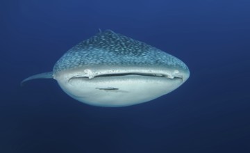 Underwater photo of large whale shark (Rhincodon typus) swimming in blue sea directly towards