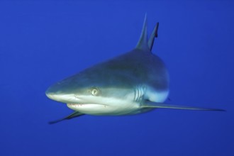 Underwater photo close-up of Grey reef shark (Carcharhinus amblyrhynchos) swimming close to viewer,