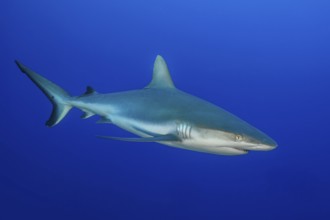 Underwater photo of Grey reef shark (Carcharhinus amblyrhynchos) swimming close to viewer through