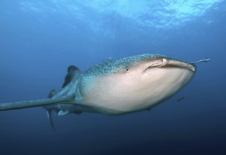 Underwater photo of large plankton-eating whale shark (Rhincodon typus) Plankton-eater swimming