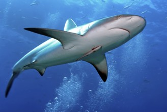 Underwater photo of large Caribbean Reef Shark (Carcharhinus perezi) swimming through air bubbles
