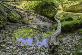 Krummer Baumstamm und bemooste Steine, Wanderung entlang der Krummen Steyrling, Molln,