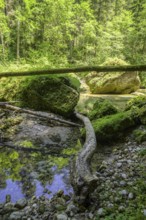 Krummer Baumstamm und bemooste Steine, Wanderung entlang der Krummen Steyrling, Molln,