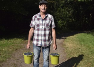 Mann, Senior mit Eimer voller Blaubeeren, Heidelbeeren, (Vaccinium myrtillus)
