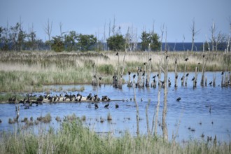 Kormorane, (Phalacrocorax carbo) in den Wasserläufen und Salzwiesen auf dem Darß, nahe der Ostsee,